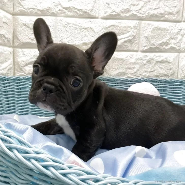 ID：2508-01950の子犬