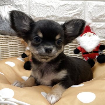 チワワ(ロング)【北海道・女の子・2025年9月5日・ブラックタン】の写真「スクスク成長中です✨」