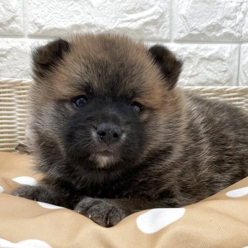 ポメ豆柴(ポメラニアン×豆柴犬)【北海道・男の子・2025年8月16日・赤】の写真「スクスク成長中です✨」