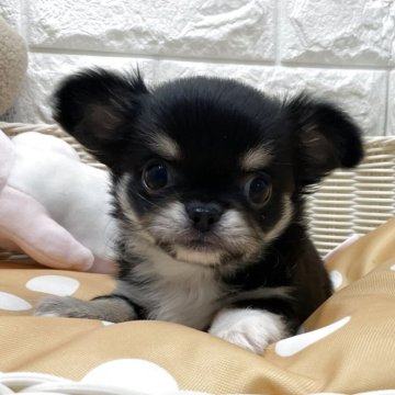 ペキチワ(チワワ×ペキニーズ)【北海道・女の子・2025年9月5日・ブラック&ホワイト】の写真「スクスク成長中です✨」