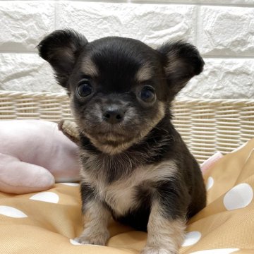 チワワ(ロング)【北海道・女の子・2025年9月5日・ブラックタン】の写真「スクスク成長中です✨」