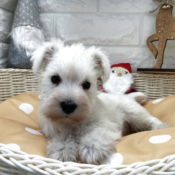 ミニチュアシュナウザー【北海道・女の子・2025年10月4日・ホワイト】の写真「スクスク成長中です✨」