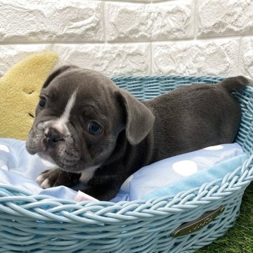 フレンチブルドッグ【北海道・男の子・2025年6月25日・ブルー&ホワイト】の写真「スクスク成長中です✨」
