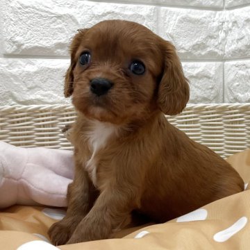 キャバリア【北海道・女の子・2025年8月23日・ルビー】の写真「スクスク成長中です✨」
