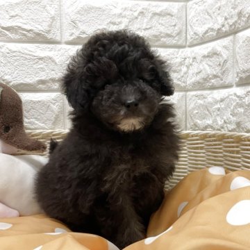 トイプードル(トイ)【北海道・女の子・2025年8月30日・グレー】の写真「スクスク成長中です✨」