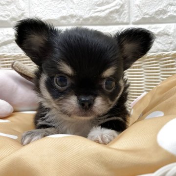 ペキチワ(チワワ×ペキニーズ)【北海道・女の子・2025年9月5日・ブラック&ホワイト】の写真「スクスク成長中です✨」