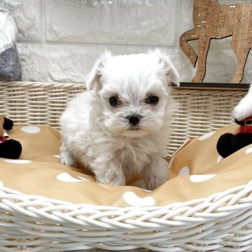 マルチーズ【北海道・女の子・2025年10月8日・ホワイト】の写真「スクスク成長中です✨」