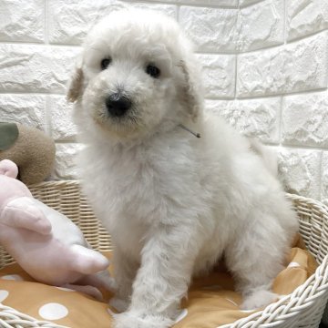 スタンダードプードル【北海道・男の子・2025年10月2日・ホワイト】の写真「スクスク成長中です✨」