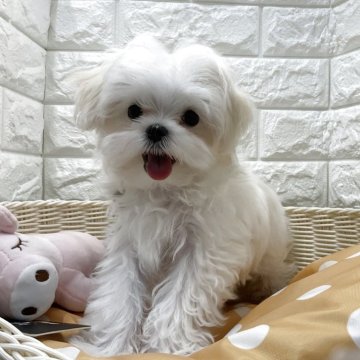 マルチーズ【北海道・女の子・2025年6月22日・ホワイト】の写真「10/9現在1kgです🐶」