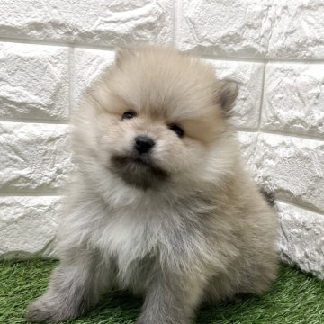 ポメラニアン【北海道・男の子・2025年2月15日・ウルフセーブル】の写真「スクスク成長中です✨」