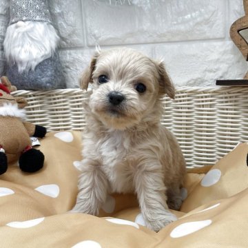 チワプー(トイプードル×チワワ)【北海道・男の子・2025年10月11日・クリーム】の写真「スクスク成長中です✨」
