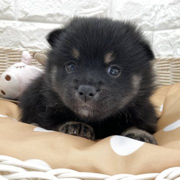 ポメ豆柴(ポメラニアン×豆柴犬)【北海道・女の子・2025年8月16日・黒】の写真「スクスク成長中です✨」