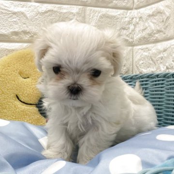 マルチーズ【北海道・女の子・2025年6月22日・ホワイト】の写真「8/15現在450gです🐶」