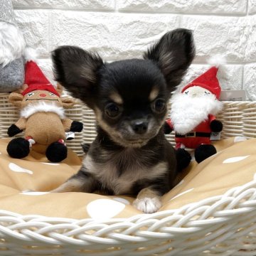 チワワ(ロング)【北海道・女の子・2025年9月5日・ブラックタン】の写真「スクスク成長中です✨」