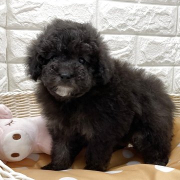 トイプードル(トイ)【北海道・女の子・2025年8月30日・グレー】の写真「スクスク成長中です✨」