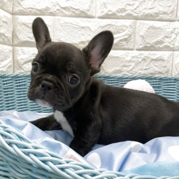 フレンチブルドッグ【北海道・男の子・2025年6月25日・ブラック&ホワイト】の写真「スクスク成長中です✨」