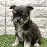 チワワ(ロング)