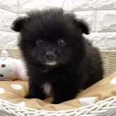 ポメラニアン