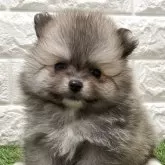 ポメラニアン
