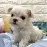 マルチーズ