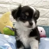 チワワ(ロング)