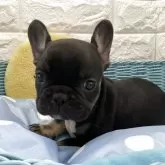 フレンチブルドッグ