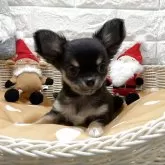 チワワ(ロング)