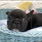 フレンチブルドッグ