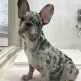 フレンチブルドッグ