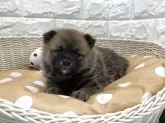 ポメ豆柴(ポメラニアン×豆柴犬)【北海道・男の子・2025年8月16日・赤】の写真4
