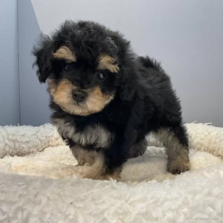 ID：2402-05989の子犬