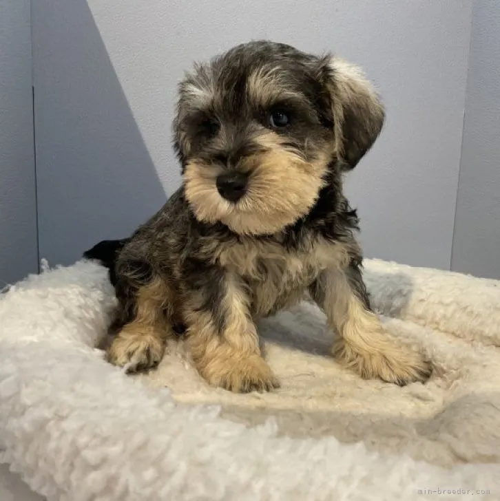 ID：2305-03738の子犬