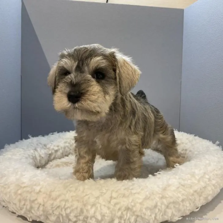 ID：2210-04949の子犬