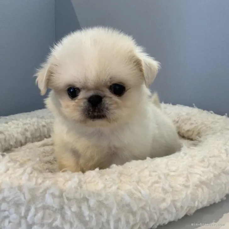 ID:2308-04408の子犬