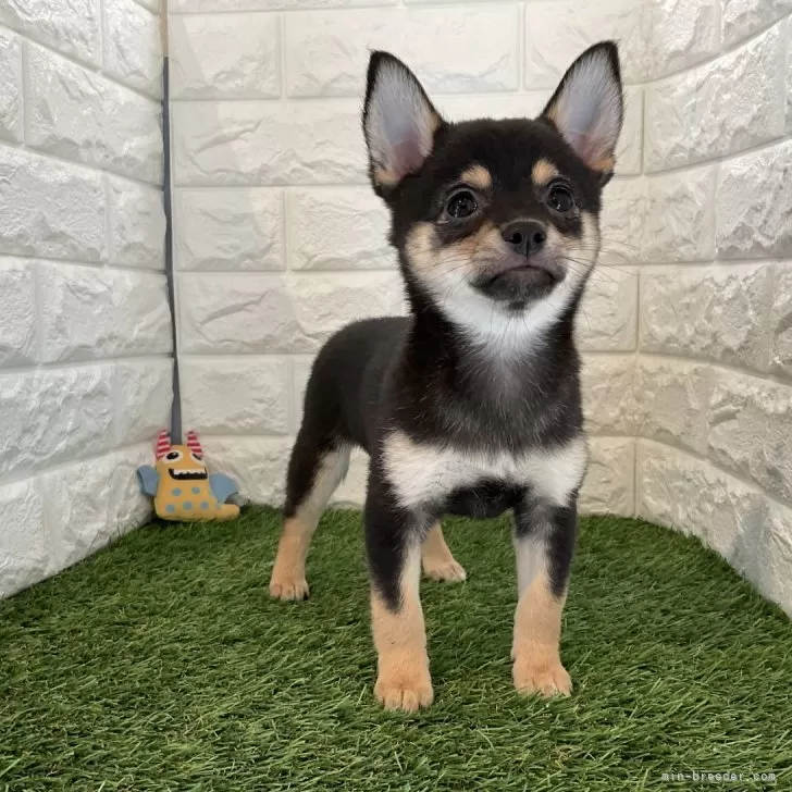 ID:2410-01377の子犬