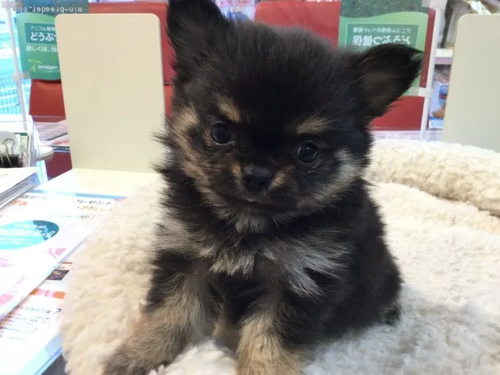ID：2201-01148の子犬
