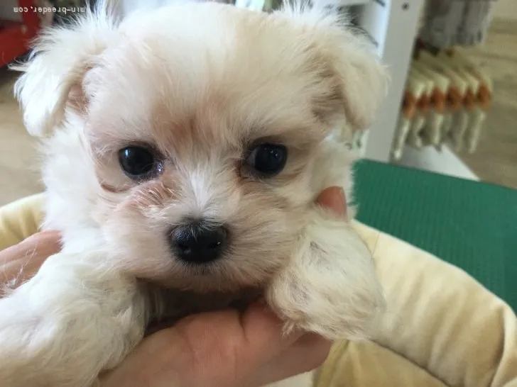ID:2109-03572の子犬