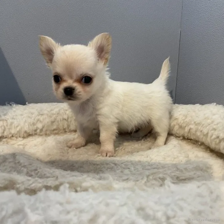 ID:2306-04792の子犬