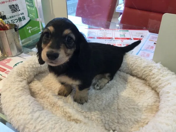 ID：2109-03823の子犬