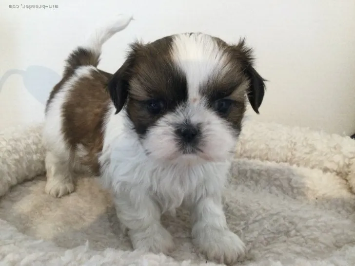 ID:2201-04487の子犬