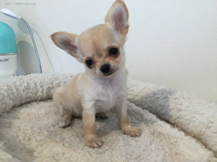 ID:2201-04228の子犬