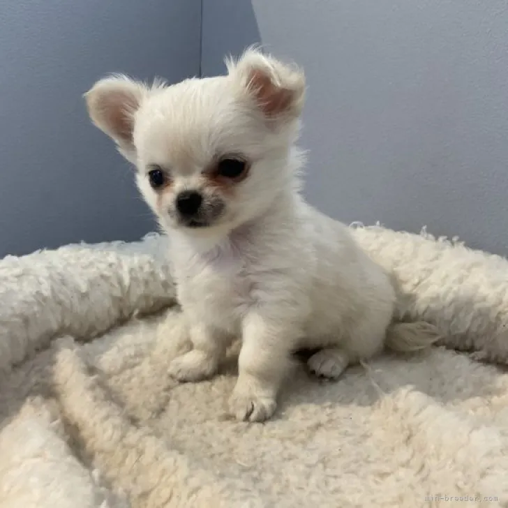 ID:2306-00309の子犬
