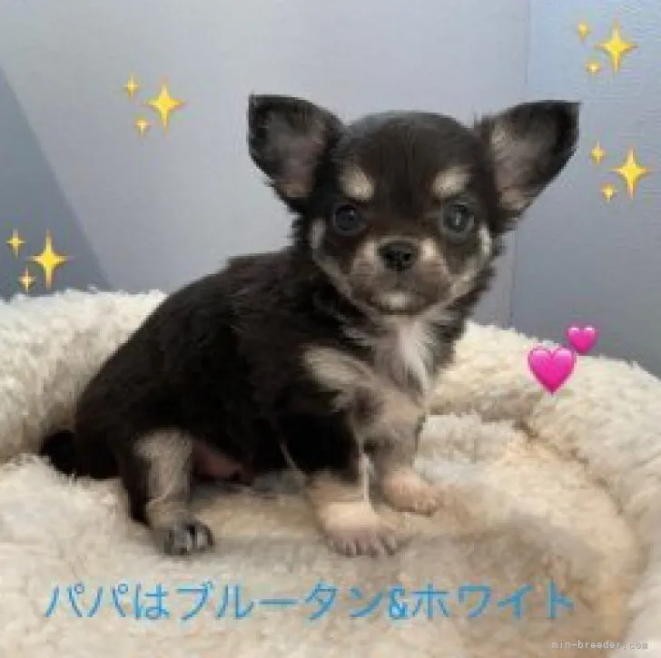 ID：2302-03251の子犬