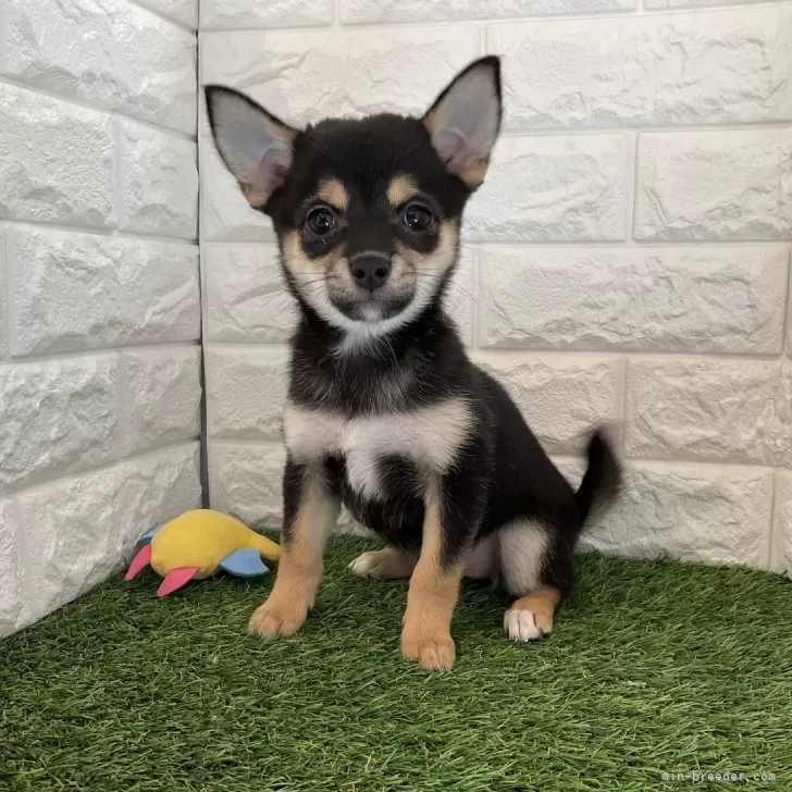 ID：2410-01373の子犬