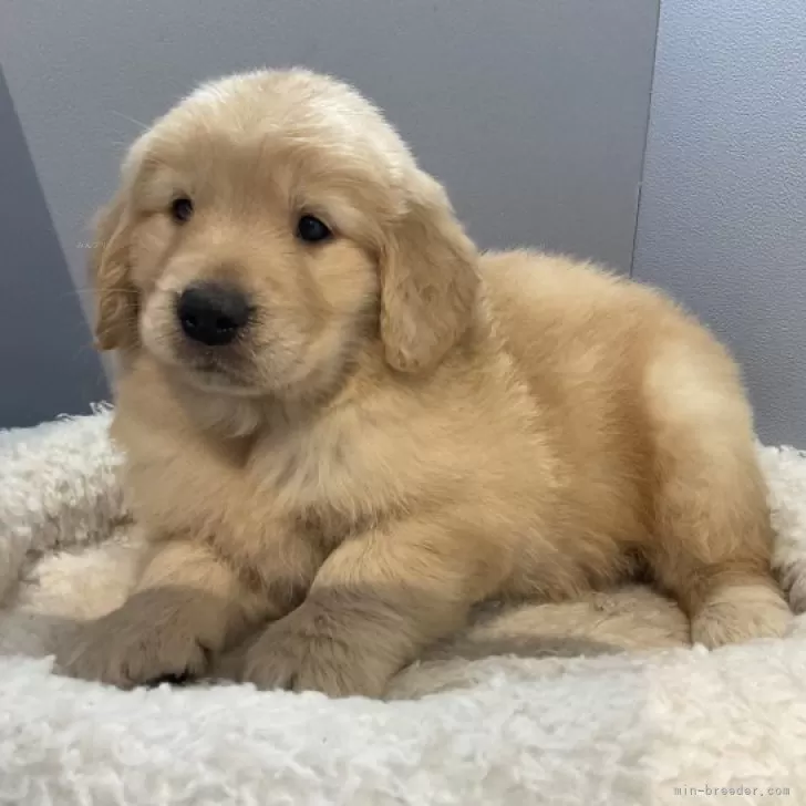 ID:2312-02373の子犬