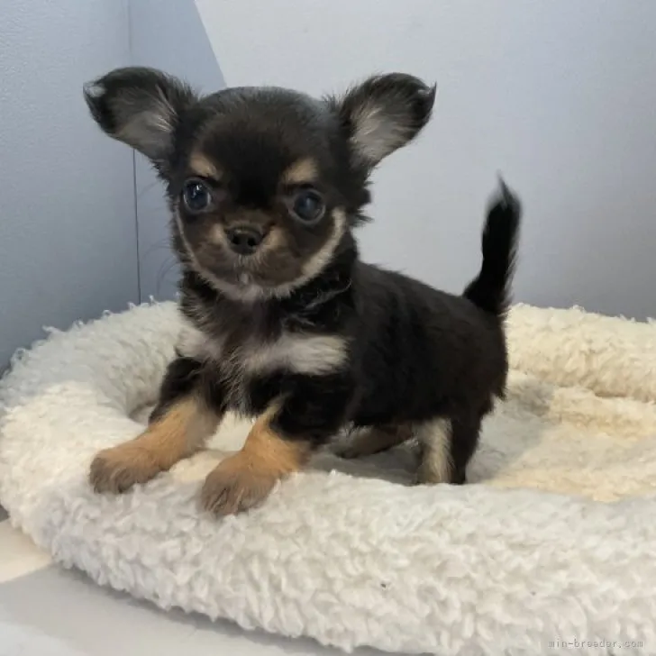 ID:2306-00282の子犬