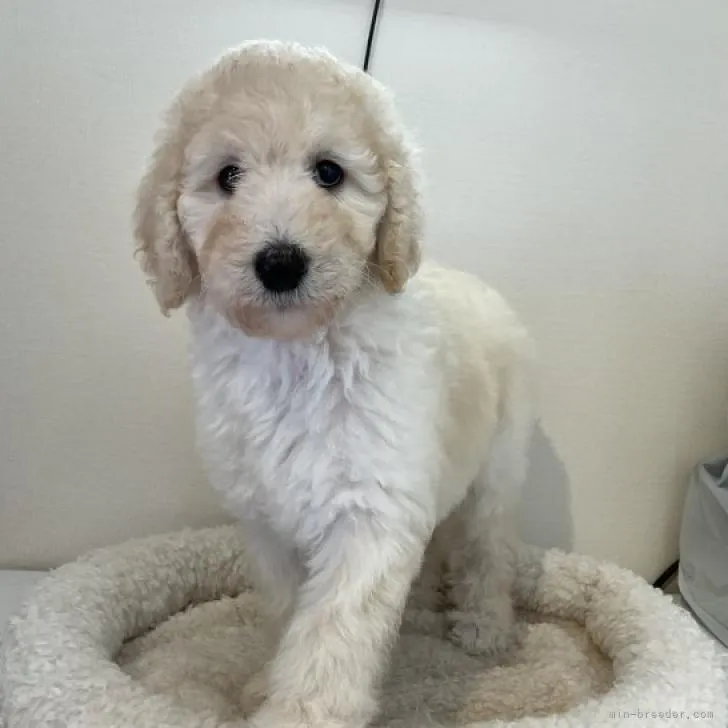 ID：2208-01294の子犬