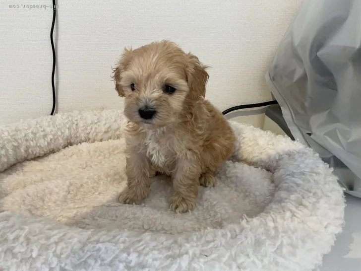 ID：2204-03807の子犬