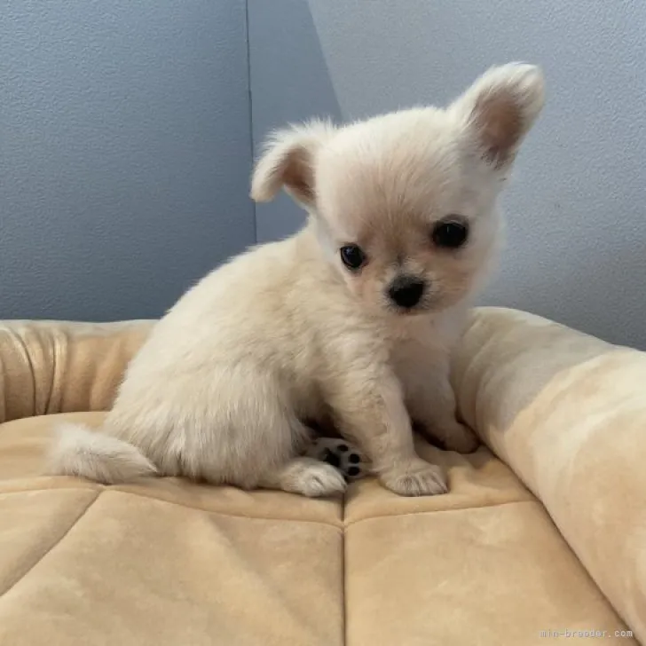 ID：2302-00772の子犬