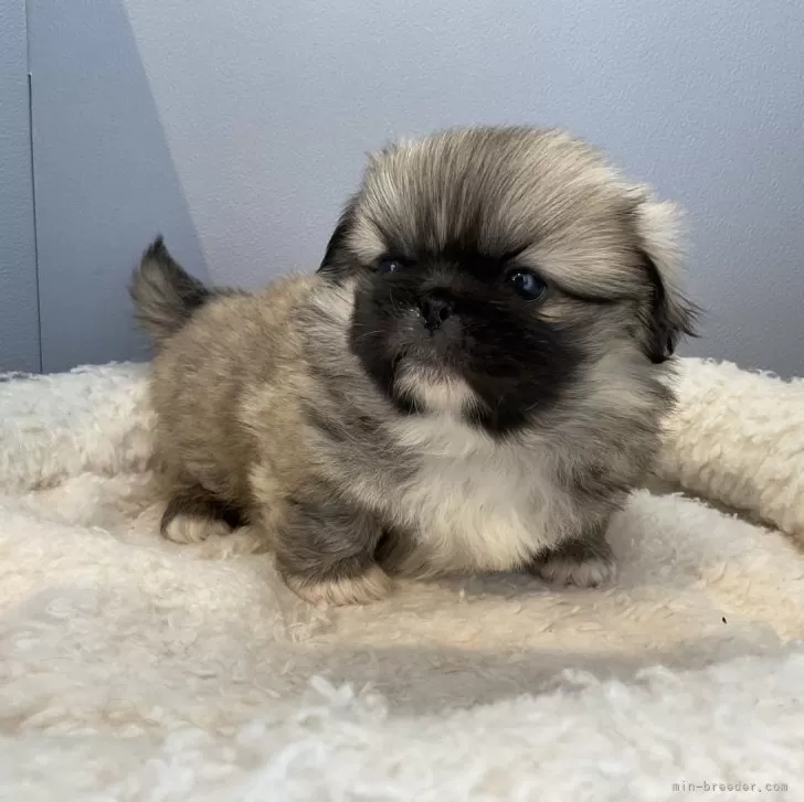 ID：2403-02397の子犬